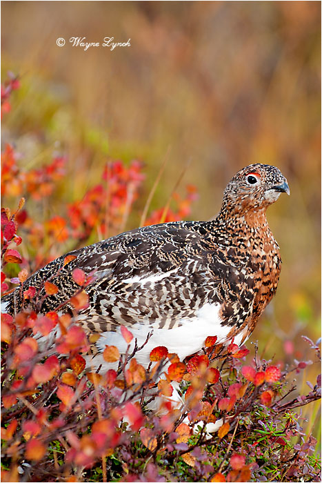 Willow Ptarmigan 121 by Dr. Wayne Lynch &copy;